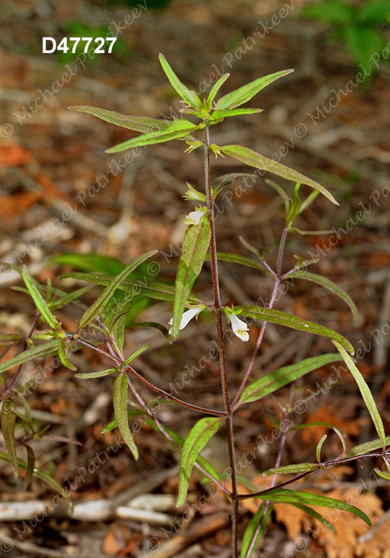 American Cow-wheat (Melampyrum lineare)